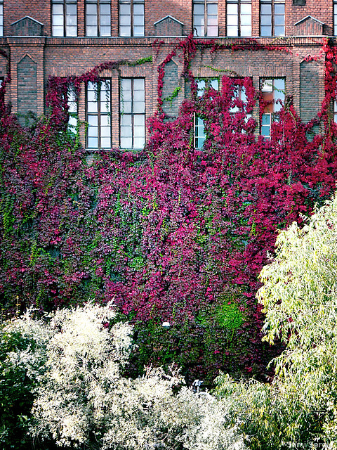 Factory in autumn colours