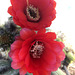 Cactus Flowers (0794)