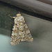 Moth IMG_7872