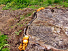 Fungi On Stump.