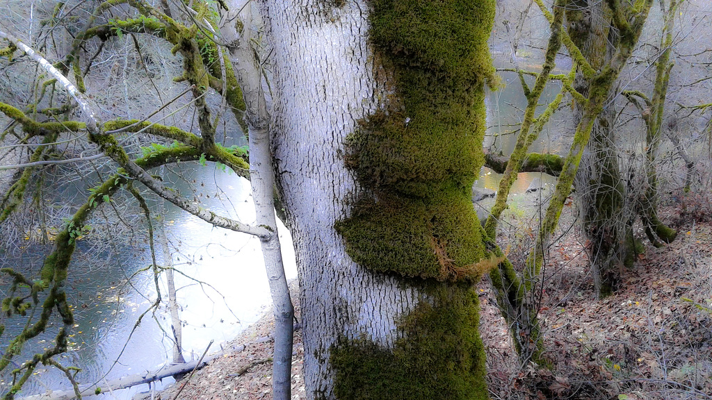 moss on tree trunk