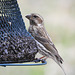 Purple Finch female