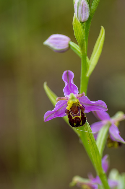 From Burton mere wetlandsbee