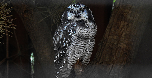 20190907 5972CPw [D~HRO] Sperbereule (Surnia ulula), Zoo, Rostock