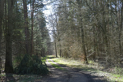 Waldspaziergang