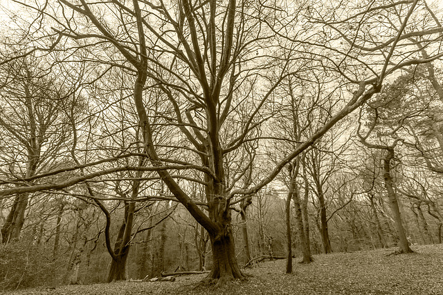 Spreading beech - sepia