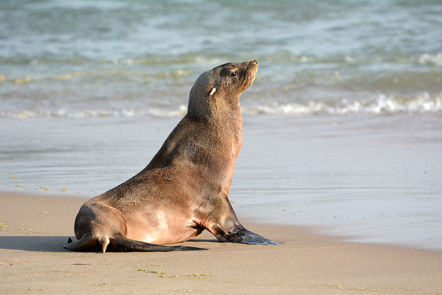 Namibia, The Brown Fur Seal on the Atlantic Coast