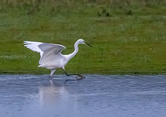 Little egret