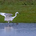 Little egret