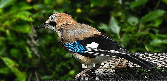 20210705 1262CPw [D~LIP] Eichelhäher (Garrulus glandarius), Bad Salzuflen