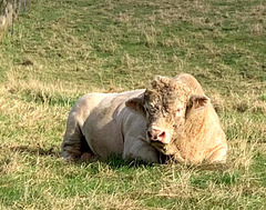 LR-IMG 0452 - The Dairsie Bull!