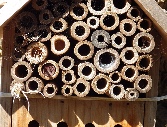 Isodontia Nest