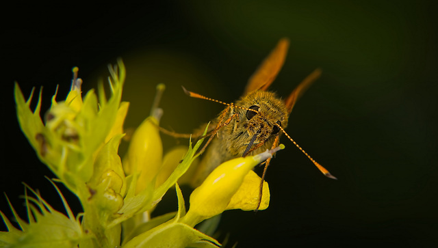 Der Rostfarbige Dickkopffalter (Ochlodes sylvanus) kam angeflogen und wollte fotografiert werden :)) The Rust-coloured Skipper (Ochlodes sylvanus) flew over and wanted to be photographed :))   L'hespé