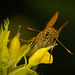 Der Rostfarbige Dickkopffalter (Ochlodes sylvanus) kam angeflogen und wollte fotografiert werden :)) The Rust-coloured Skipper (Ochlodes sylvanus) flew over and wanted to be photographed :))   L'hespérie rouille (Ochlodes sylvanus) a survolé et a v