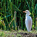 Cattle Egret - Bubulcus ibis