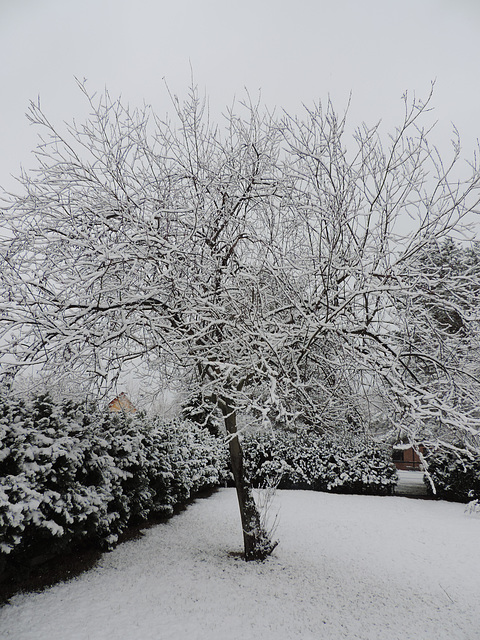 (Bienen)-Weide im Winter