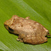 IMG 7490frog