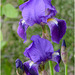 Iris bleu 2016