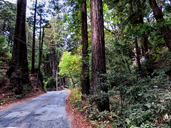 Palo Colorado Road