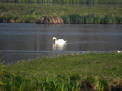 20170409 0375CPw [D~PB] Höckerschwan (Cygnus olor), Steinhorster Becken, Delbrück