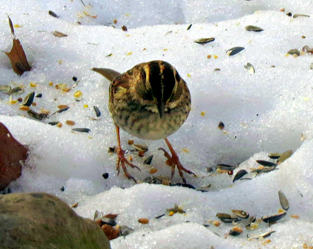 Song Sparrow, Feb. 15, 2019