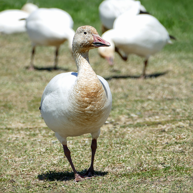 Day 12, Snow Geese, Cap Tourmente