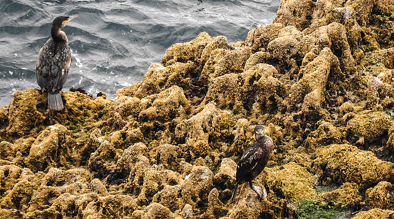 20190614 5294CPw [R~GB] Kormoran, Krähenscharbe, Castlemartin Range, Wales