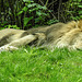 20190907 5974CPw [D~HRO] Löwe (Panthera leo), Zoo, Rostock