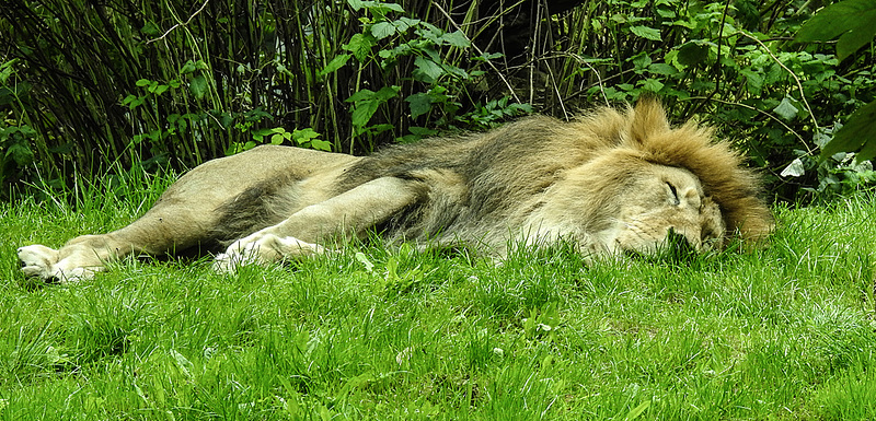 20190907 5974CPw [D~HRO] Löwe (Panthera leo), Zoo, Rostock