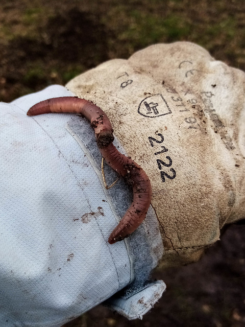 j'ai fracassé mon copain du jardin