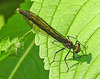 20210609 0721CPw [D~LIP] Blauflügel Prachtlibelle, UWZ, Bad Salzuflen