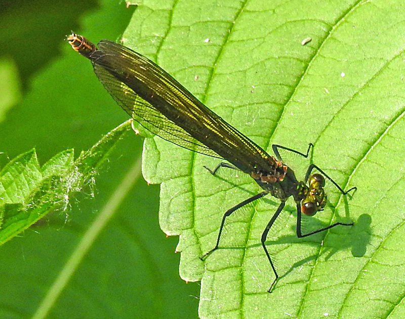 20210609 0721CPw [D~LIP] Blauflügel Prachtlibelle, UWZ, Bad Salzuflen