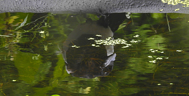20210705 1263CPw [D~LIP] Elster (Pica pica), Spiegelung, Bad Salzuflen