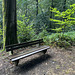 Eine Bank im Wald