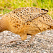 Female pheasant