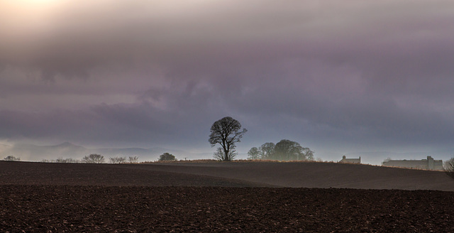 Lone tree