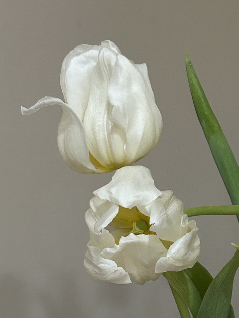 white tulips