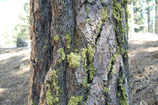 Moss / Lichens