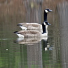 Canada geese (Branta canadensis)