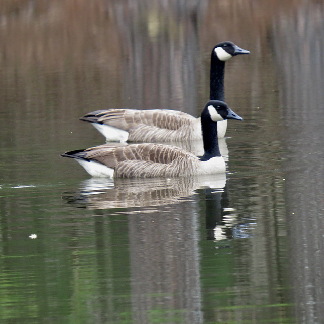 Canada geese (Branta canadensis)