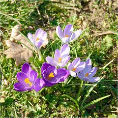 Crocuses 2025 32 Crocuses 2025 32