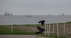 20140907 4785VRAw [NL] Rabenkrähen, Deich, Terschelling