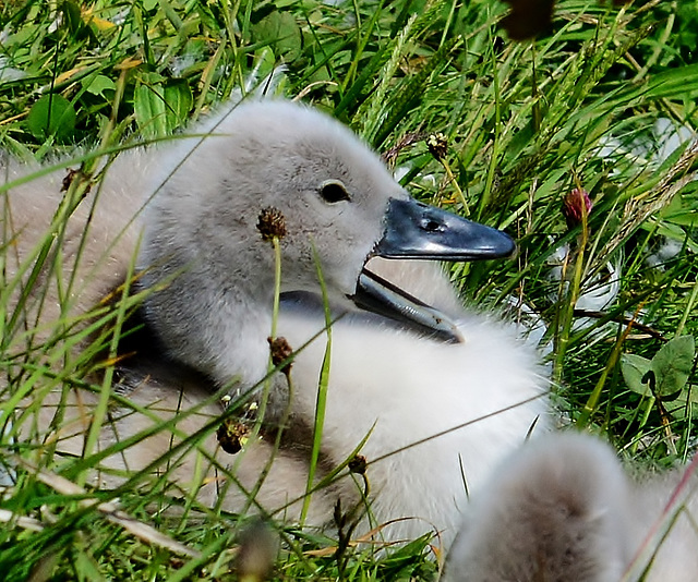 Cygnet 3