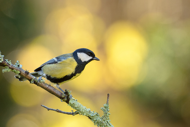 Mésange charbonnière