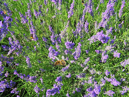 Abeille dans la lavande