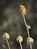 273/366: Plant People with Fancy Hair