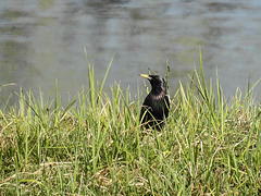 20170409 0376CPw [D~PB] Star (Sturnus vulgaris), Steinhorster Becken, Delbrück