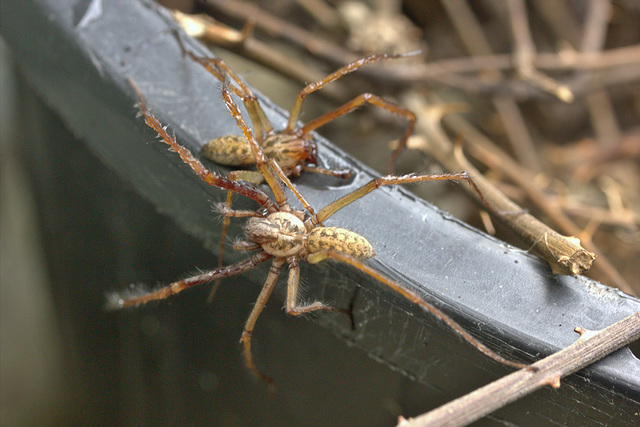 Two spiders IMG_7850