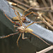 Two spiders IMG_7850