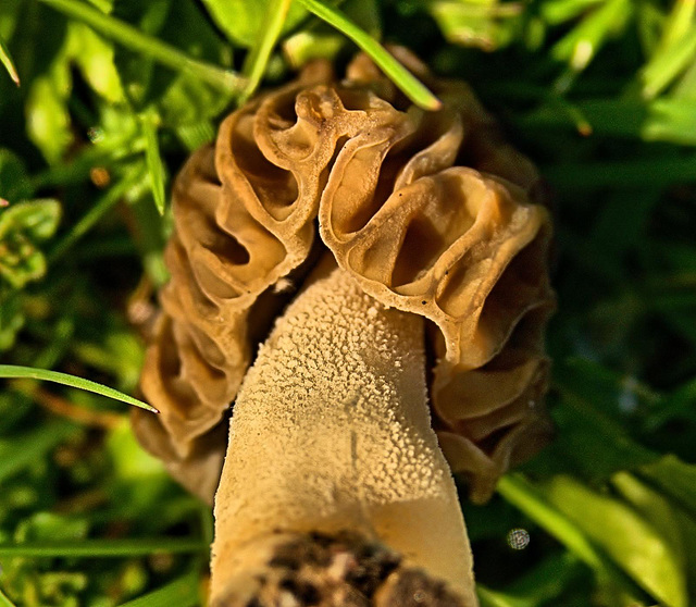 Semifree Morel. Morchella elata??